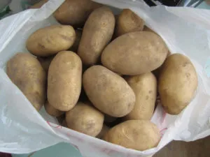картофель колобок: характеристики сорта, как хранить, отзывы