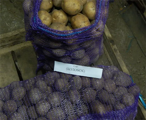 чем хорош сорт картофеля колобок и почему его так любят огородники. картофель колобок описание сорта фото отзывы. 7
