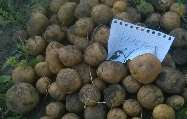 чем хорош сорт картофеля колобок и почему его так любят огородники. картофель колобок описание сорта фото отзывы. 4