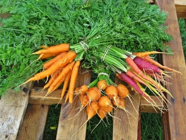 топ-80 самых лучших сортов моркови на любой вкус и цвет. сорта моркови с фото и описанием. 3