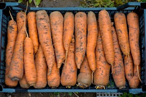 топ-80 самых лучших сортов моркови на любой вкус и цвет. сорта моркови с фото и описанием. 4
