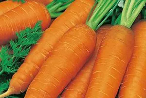 морковь лосиноостровская