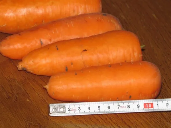 морковь абако