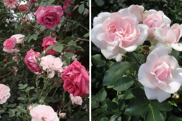 прелесть розовых оттенков: слева rosarium uetersen и home&garden, справа petit trianon. фото автора