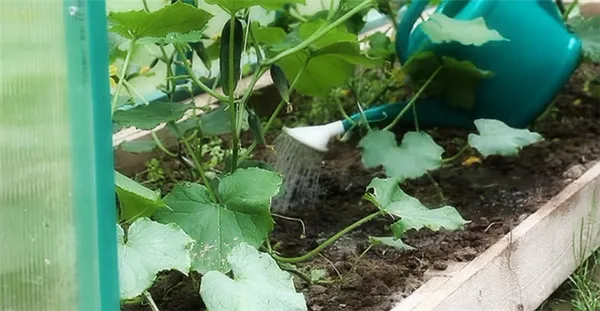выращивание огурцов в теплице: правила, советы, рекомендации