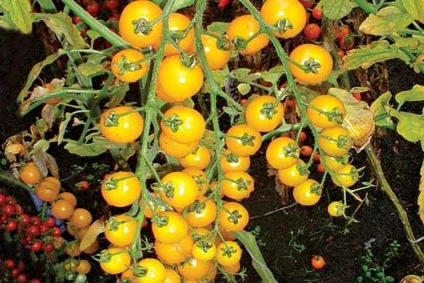 описание росийского томата карамель f1, выращивание на участке и разновидности сорта. томат карамель красная отзывы. 6