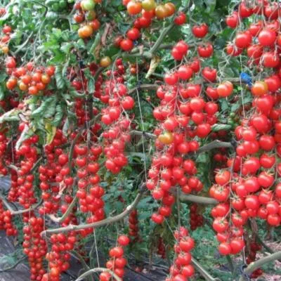 описание росийского томата карамель f1, выращивание на участке и разновидности сорта. томат карамель красная отзывы. 8