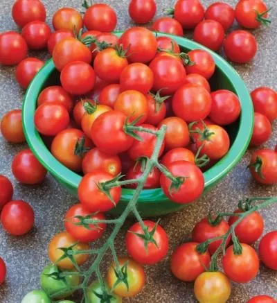 описание росийского томата карамель f1, выращивание на участке и разновидности сорта. томат карамель красная отзывы. 7
