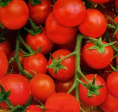 описание росийского томата карамель f1, выращивание на участке и разновидности сорта. томат карамель красная отзывы. 4