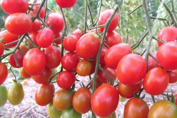 помидоры карамель