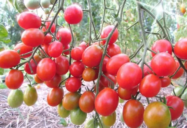 описание росийского томата карамель f1, выращивание на участке и разновидности сорта. томат карамель красная отзывы. 5