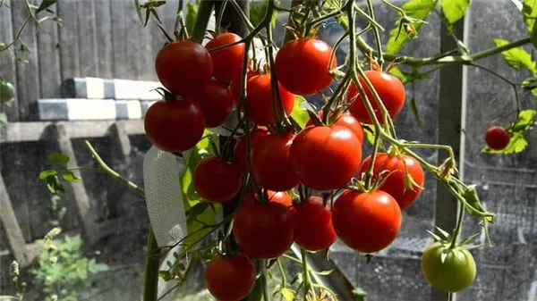 описание росийского томата карамель f1, выращивание на участке и разновидности сорта. томат карамель красная отзывы. 3