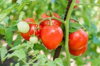 описание росийского томата карамель f1, выращивание на участке и разновидности сорта. томат карамель красная отзывы. 9