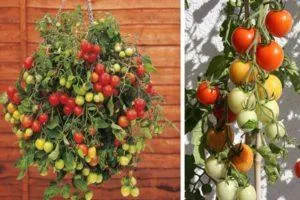 описание томата ампельный смесь и особенности выращивания сорта