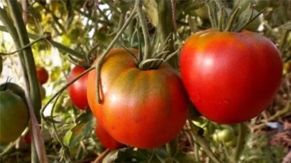 непростой в уходе, но невероятно урожайный сорт отечественной селекции - томат 