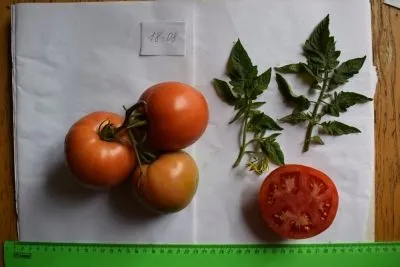 томат миллионер — описание сорта, урожайность, фото и отзывы садоводов. томат миллионер f1 характеристика и описание. 5