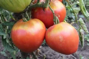 томат миллионер — описание сорта, урожайность, фото и отзывы садоводов. томат миллионер f1 характеристика и описание. 9
