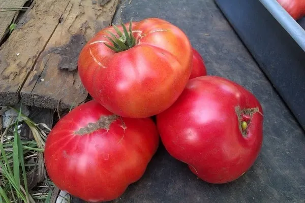 помидоры высеиваются