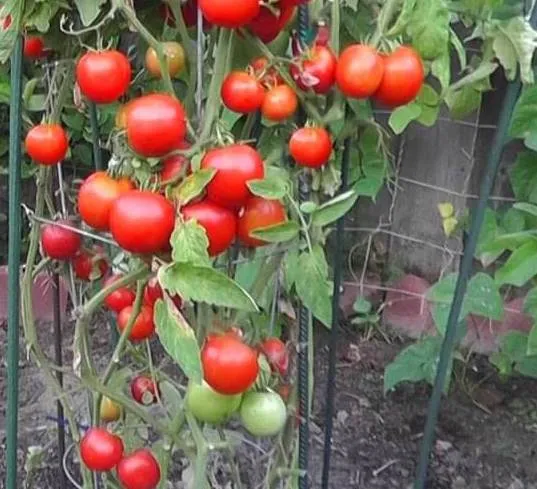 томат миллионер — описание сорта, урожайность, фото и отзывы садоводов. томат миллионер f1 характеристика и описание. 4