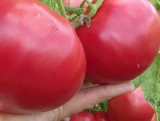 томат миллионер — описание сорта, урожайность, фото и отзывы садоводов. томат миллионер f1 характеристика и описание. 3