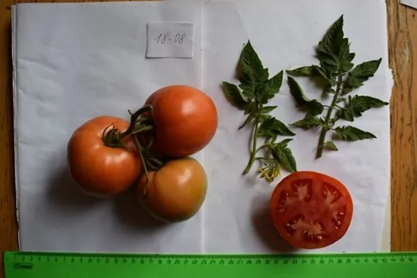 томат миллионер — описание сорта, урожайность, фото и отзывы садоводов. томат миллионер f1 характеристика и описание. 7