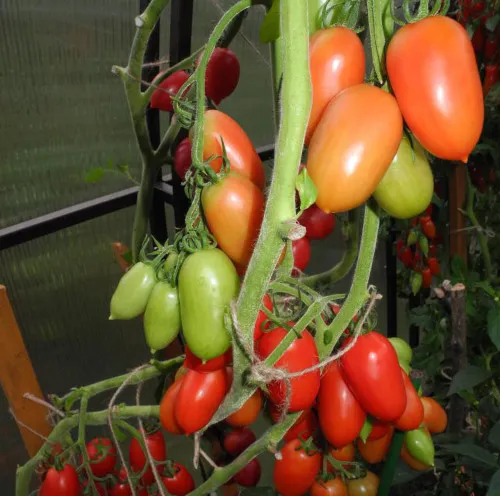 томаты ниагара. описание сорта, фото, отзывы