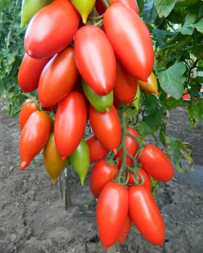 томаты ниагара. описание сорта, фото, отзывы