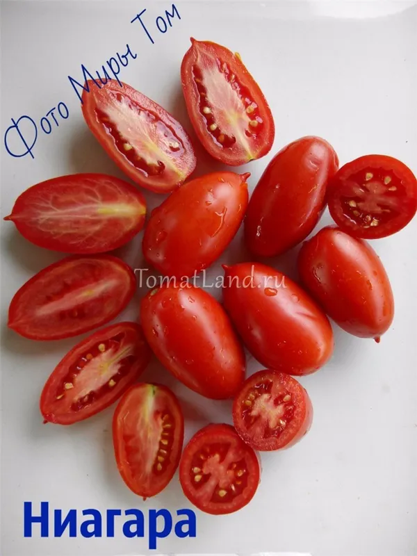 помидоры ниагара фото характеристика