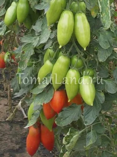 помидоры ниагара отзывы фото