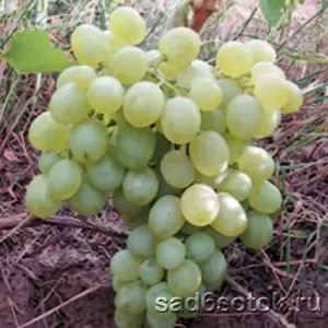 зимостойкие сорта винограда 2023 года. сорта винограда для сибири. 11