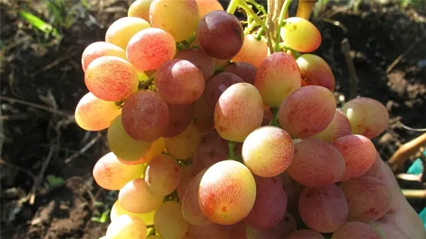 требования к сортам винограда для сибири и обзор лучших из них