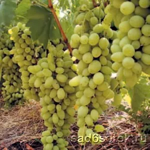 зимостойкие сорта винограда 2023 года. сорта винограда для сибири. 13
