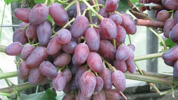 траншеи для винограда в сибири