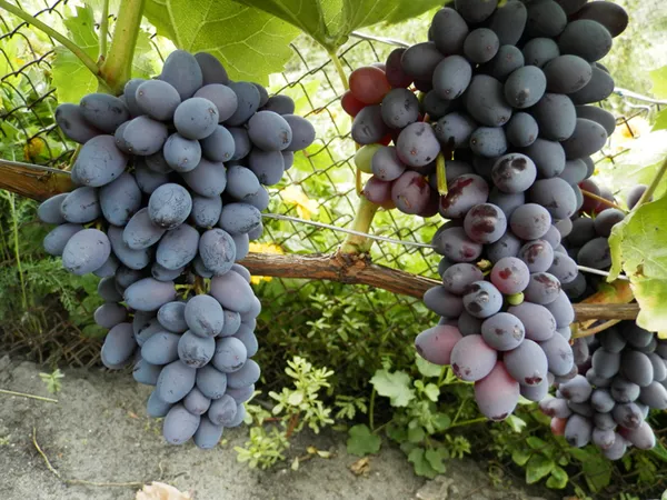 зимостойкие сорта винограда 2023 года. сорта винограда для сибири. 5