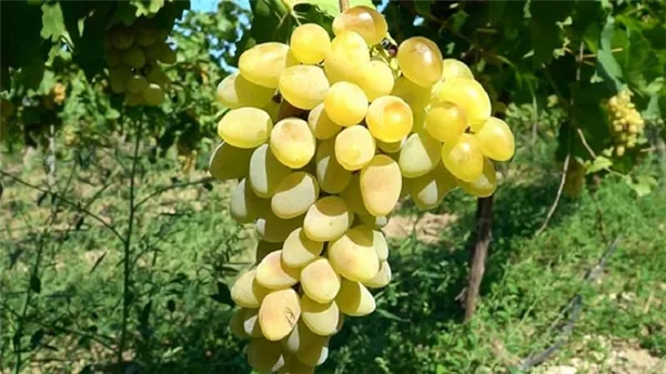 требования к сортам винограда для сибири и обзор лучших из них