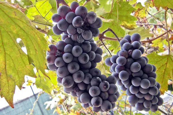 зимостойкие сорта винограда 2023 года. сорта винограда для сибири. 3