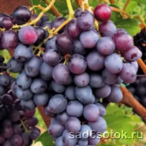 зимостойкие сорта винограда 2023 года. сорта винограда для сибири. 12