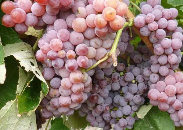 сорта винограда для сибири