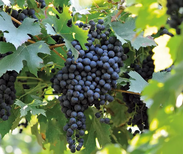 зимостойкие сорта винограда 2023 года. сорта винограда для сибири. 6