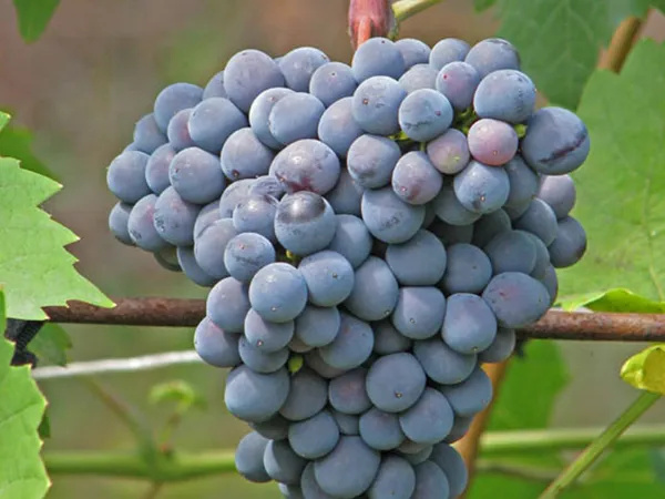 зимостойкие сорта винограда 2023 года. сорта винограда для сибири. 4