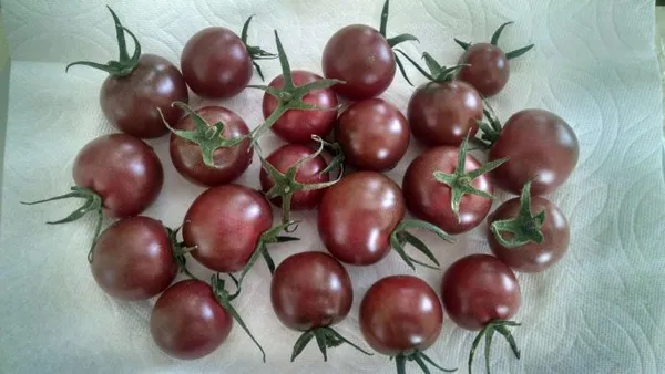урожай томатов вишенка чёрная