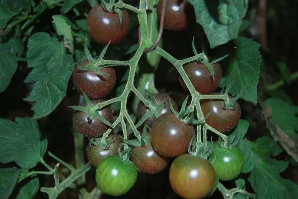 томаты вишенка чёрная зреют на кусте