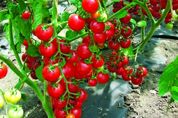 особенности выращивания томатов черри вишенка посадка и уход