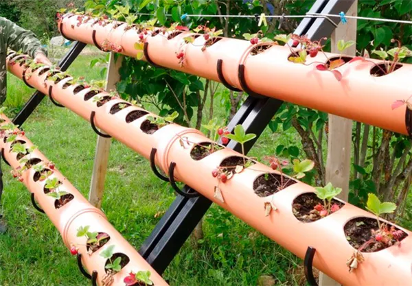 вертикальное и горизонтальное выращивание клубники в трубах пвх. выращивание клубники в трубах. 5