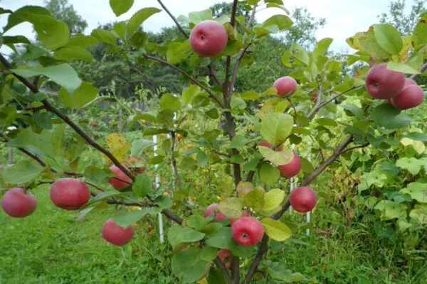 сорт яблони ауксис 