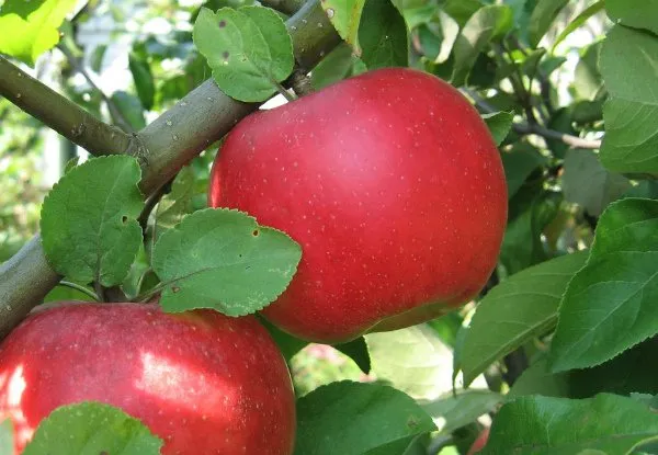 плоды яблони ауксис крупным планом