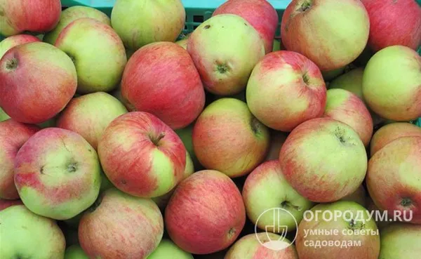 к числу преимуществ относят высокую урожайность – взрослая яблоня дает около 100 кг плодов за сезон