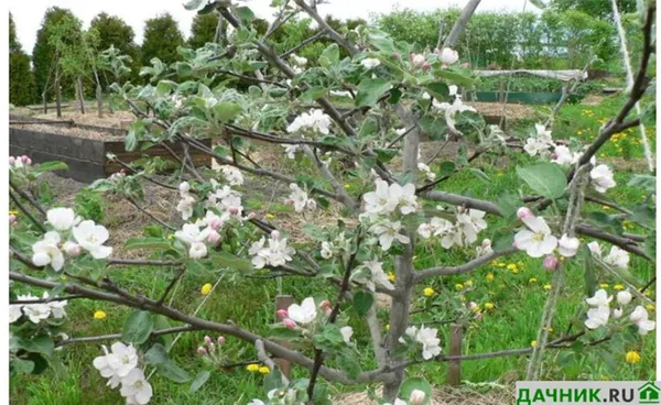 яблоня медуница: описание сорта и отзывы садоводов