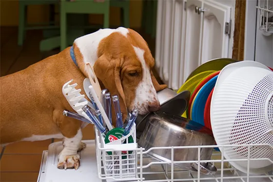 для мытья и чистки посуды и игрушек домашних питомцев можно использовать посудомоечную машину