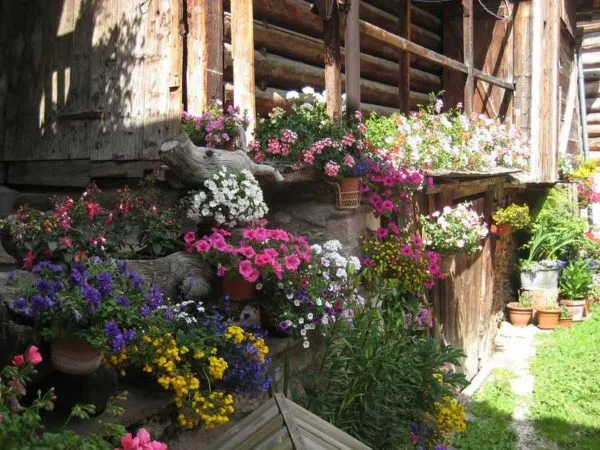 обилие цветов украсит любой ландшафт или дом